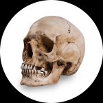 Reference kranium af Skull Shoppe